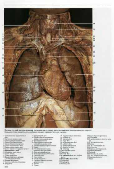 Большой атлас по анатомии. Органы грудной клетки.