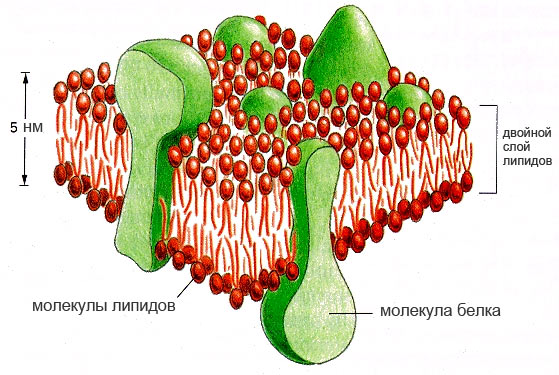 липиды в мембране клетки
