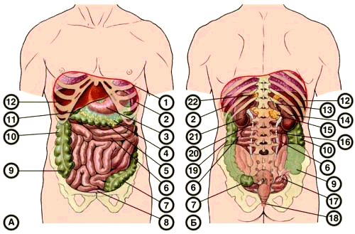 органы брюшной полости