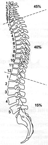 Частота травм шейного, грудного и поясничного отделов спинного мозга