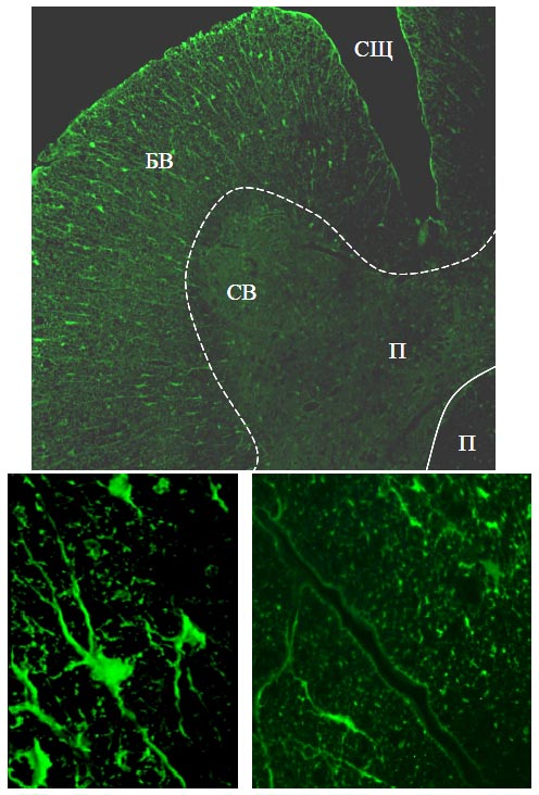 PDGFRb+-клетки в белом веществе спинного мозга