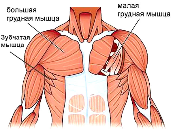 Грудные мышцы