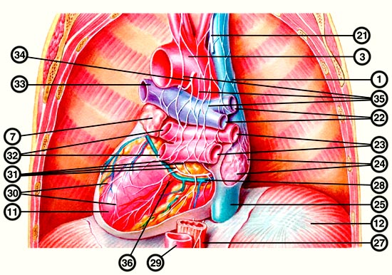 Схематическое изображение сердца в грудной полости