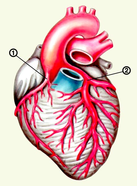 Сердце с левовенечным типом кровоснабжения