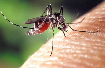 защита от комаров