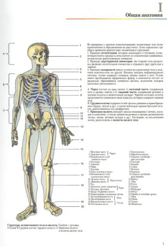 Общая анатомия человека