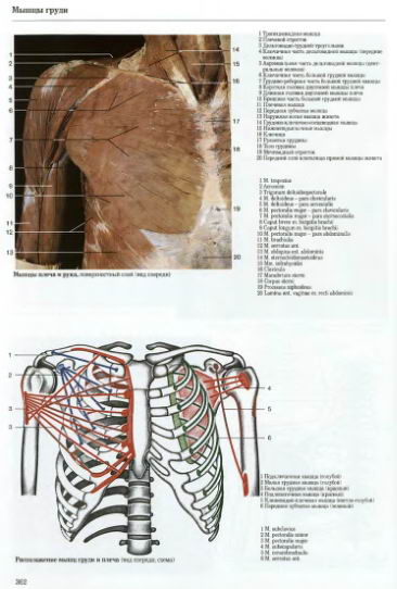 Анатомия верхних конечностей человека
