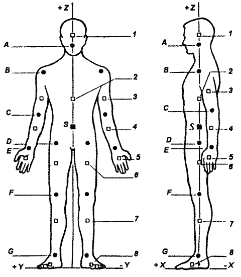 Распределение массы в теле человека