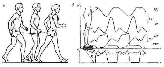 Перемещение общего центра тяжести тела при обычной ходьбе
