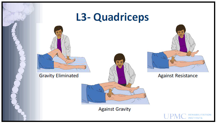 L3 — разгибатели колена