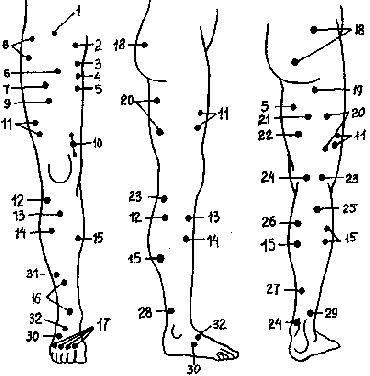 Рис. 4.5. Двигательные точки нервов и мышц нижней конечности (по В.М.Боголюбову, 1985)