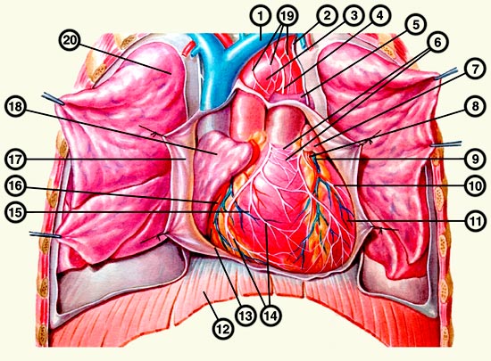 Схематическое изображение сердца