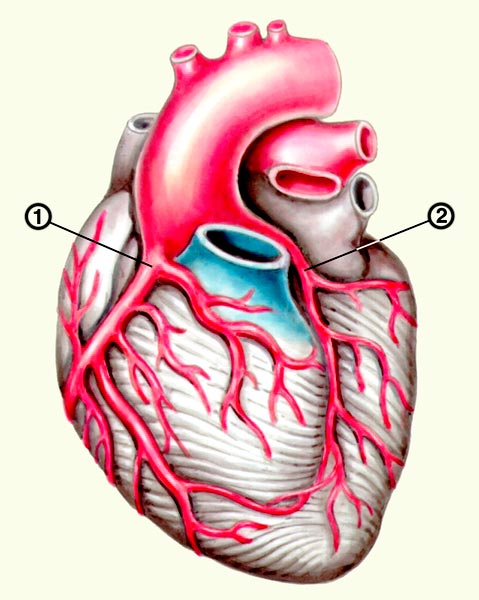 Сердце с правовенечным типом кровоснабжения