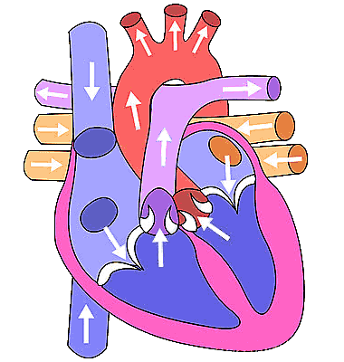 операции на сердце