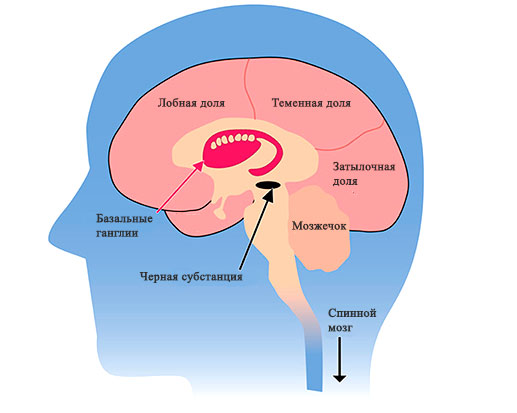 Разрез головного мозга. Показаны базальные ганглии и черная субстанция