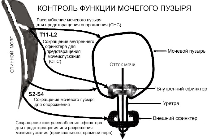 контроль функции мочевого пузыря