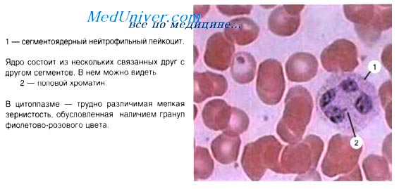 анемия крови