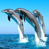 как дельфины помогают людям